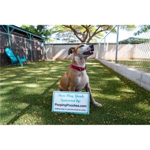 White Elephant Gag Gift Calendar - Picture 7 of 8